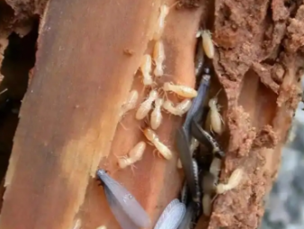 民权白蚁防治公司分享电气设备防虫防护，杜绝白蚁引发电路安全隐患
